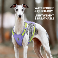 Ensemble de harnais et de laisse réglables pour chien avec laisse de 2,2 m, harnais de promenade rembourré léger pour chiens de petite et moyenne taille, XS-XL
