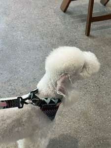 Beste Haustierzubehör Hundeleine oder Halsband für Kleine, Mittlere und Große Rassen Welpen Niedlich Robust für Spazieren, Laufen und <span class=keywords><strong>Training</strong></span> - Product Image 4