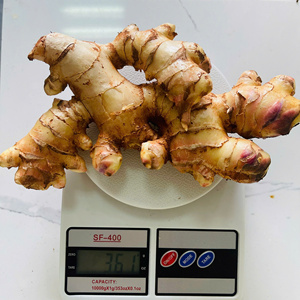 Jengibre Híbrido Fresco Excepcional/Saenggang/Jengibre Precio al por Mayor - Directo del Productor Agrícola (WA +84362512699) - Product Image 5