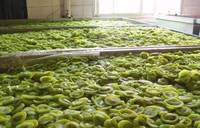 Warmtepomp commerciële traydroger voor fruit- en groentedroging, hoge productiviteit, energiebesparend, roestvrij staal