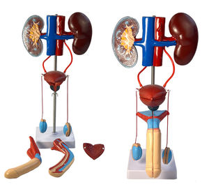 Modello Anatomico della Struttura degli Organi Umani, Reni e Vescica, Modello del Sistema Urinario Maschile - Product Image 6