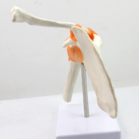 Offre Spéciale d'usine Lab Show Hand Section modèle d'os