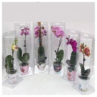 Emballage blister personnalisé pour animaux de compagnie, pour le jardinage, les fleurs, les plantes en pot, Transport, boîte Portable, emballage pour fleurs