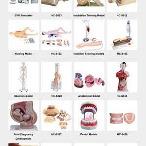 Modelo de Enseñanza Humana HC-S235, Modelo del Sistema Circulatorio Sanguíneo, Modelo de Anatomía, Sistema Nervioso Autónomo - Product Image 5
