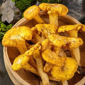 DETAN निर्यात जंगली ताजा मशरूम chanterelle बिक्री के लिए पीला पैर chanterelle - Product Image 2