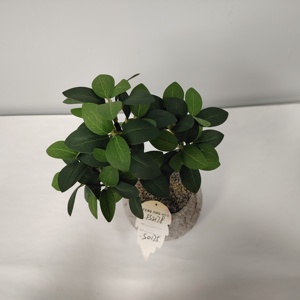 Mini <span class=keywords><strong>Bonsai</strong></span> Artificiale di Bosso in Vaso - Pianta Verde dall'Effetto Realistico per Arredamento Interno di Casa, Ufficio e Hotel - Product Image 2