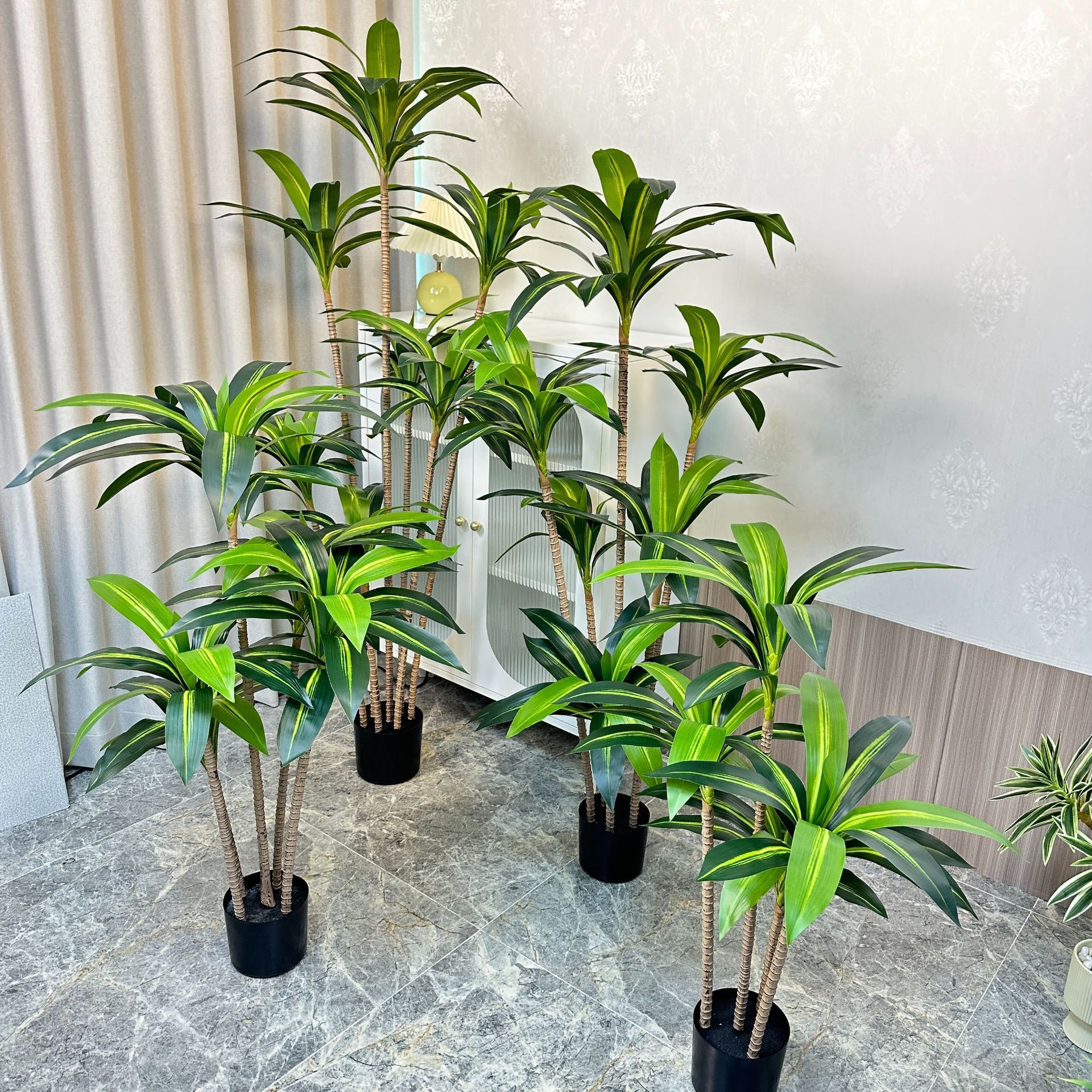 Dracaena Fragrans 12#