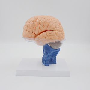 Разборная анатомическая модель мозга человека в натуральную величину (15 частей) для обучения: нервная структура и органы - Product Image 3