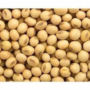 Soja Amarilla Orgánica India – Soja No Transgénica para Exportación, Especias Orgánicas en Polvo, Precio al por Mayor - Product Image 5