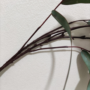 Plante verte simulée feuilles <span class=keywords><strong>d</strong></span>'eucalyptus Spray mariage <span class=keywords><strong>d</strong></span>écoration de la maison Faux feuilles Latex Real Touch feuilles <span class=keywords><strong>d</strong></span>'eucalyptus artificielles - Product Image 6