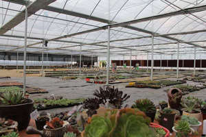 Envío Rápido, Planta Suculenta MinHui <span class=keywords><strong>Echeveria</strong></span> Monroe Variegada de 9cm, Ideal para Hogar, Balcón, Navidad, San Valentín, Graduación - Product Image 6