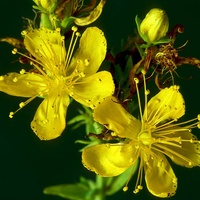 Poudre d'extrait pur d'Hypericum perforatum 0,3% d'hypericine Extrait de millepertuis