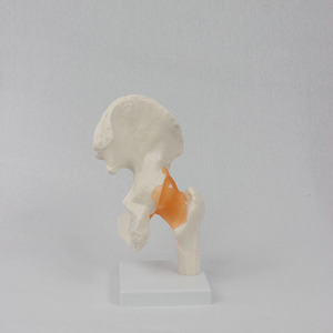 Modèle fonctionnel de l'articulation de la hanche ; modèle de squelette humain à des fins pédagogiques - Product Image 2