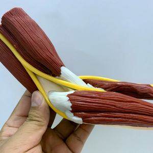 Modèle d'enseignement médical de squelette humain grandeur nature 1:1, bras droit musclé avec articulation du coude, ligaments vasculaires - Product Image 2