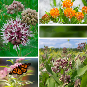 La colección Semences de <span class=keywords><strong>algodoncillo</strong></span> no OGM Heirloom incluye variedades llamativas de Rosa común de mariposa que atraen a la monarca - Product Image 5