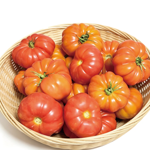 Tomate Ugly, variété ancienne authentique, à chair sableuse, fraîche, mûrie naturellement en extérieur, du Shandong, pour consommation crue - Product Image 3