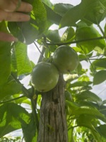 Vietnamese zuurzure passievruchten, 100% paarse passievrucht, hoge kwaliteit, nieuw, 10-14 stuks/kg, verse passievruchten