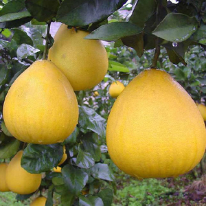 Natural Fresh <strong>Grapefruit</strong> Wholesale Chinese Sweet Honey Pomelo - Product Image 2