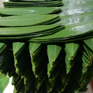 Venta al por mayor de gran tamaño comida Natural de grado <span class=keywords><strong>Sushi</strong></span> fresco hojas de bambú - Product Image 1