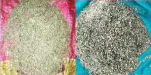 ใบตะไคร้แห้ง (ขนาดตัดสำหรับชงชา) คุณภาพดีที่สุด ผลิตจากธรรมชาติ จำหน่ายจำนวนมาก - Product Image 3