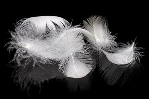 Lông Vịt Trắng/Xám Đã Rửa 2-4 Cm - Product Image 6