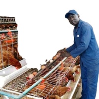 Offre Spéciale : Cage à poules pondeuses à 3 niveaux de type A avec escalier multi-niveaux pour la ponte des œufs – Équipement pour cages à poules pondeuses