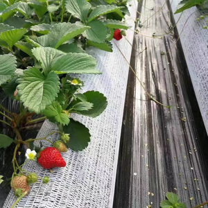 Strawberry Truss Support <strong>Netting</strong> Ground Strawberry Fruit Support <strong>Net</strong> protection <strong>Net</strong> <strong>Mesh</strong> - Product Image 5
