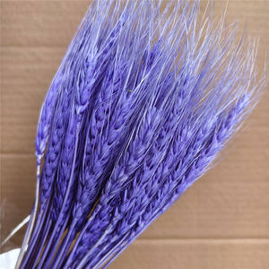 Espigas de Trigo Secas para Decoración, Arreglos Florales de Hierba Natural, Decoración para Hogares, Bodas, Jardines, Planta Decorativa - Product Image 5