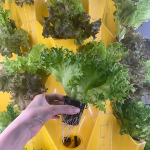 Torre hidropónica al aire libre Hidroponia Cultivo De Torre Sistema hidropónico de jardín Sistema Microgreen con luz de cultivo - Product Image 3
