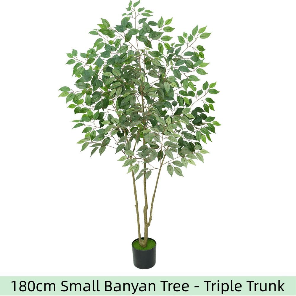 ต้นไทรเล็ก 180 ซม. - ต้นสามลำ