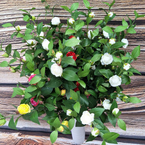 New Arrival lụa duy nhất Nhân Tạo Hoa trà cho trang trí nội thất bình - Product Image 5