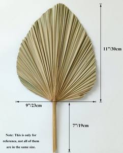 Abanico de hojas de palma secas de bambú decoración del hogar material natural elegante - Product Image 6