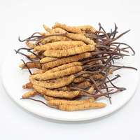 Cordyceps Sinensis y Cordyceps Militaris Enteros, Frescos, Liofilizados, al por Mayor