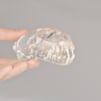 Modelo Anatómico Dental Transparente de Perro, Gato y Conejo con Material de PVC, Huichun Medical Science