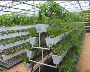 Gouttières en <span class=keywords><strong>plastique</strong></span> pour fraises, système de culture, gouttière en PVC pour ferme hydroponique - Product Image 6