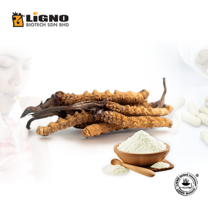 ผู้ผลิตมาเลเซีย Ophiocordyceps sinensis LiGNO OCS02 ได้รับการรับรองฮาลาลและโคเชอร์ อาหารเพื่อสุขภาพ เกรด OEM ODM โดยตรง - Product Image 1