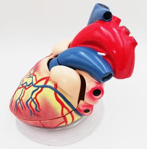 Gelsonlab HSBM-228 5 раз 3 пластиковых деталей модель человеческого сердца Сердце Модель анатомирования для медицинские пластмассы модели сердца - Product Image 4