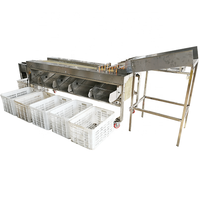 Machine de triage automatique, pour faire des lignes de fruits, couleur Olive, orange, raisin