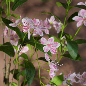 Plantes artificielles <span class=keywords><strong>Jasmin</strong></span> pleureur Couleur verte Plastique écologique en <span class=keywords><strong>pot</strong></span> Plante haute Décoration d'intérieur Diplôme Halloween - Product Image 4