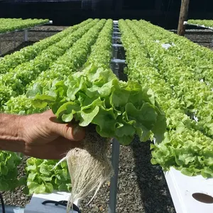 Sistema hidropónico Sistema de cultivo interior Casa verde China Invernadero Torre de piña Tierra Ahorro de agua y ahorro de mano de obra