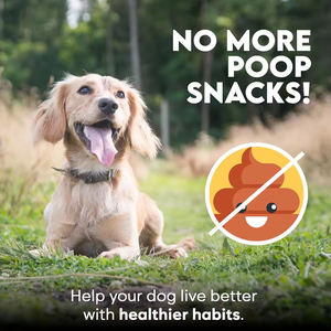 Snack Biologici per Cuccioli Anti-Ingestione di Escrementi, Formulazione Naturale per un Comportamento Sano, Fornitore all'Ingrosso Personalizzato - Product Image 4