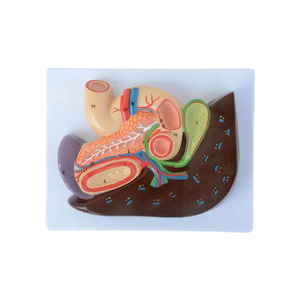Modelo de enseñanza de anatomía del páncreas visceral, bazo, hígado, vesícula biliar en productos de ciencia médica plástica - Product Image 4
