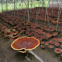 Poudre d'extrait de café vert et de Ganoderma Lucidum de qualité supérieure OEM/ODM - Sans gluten, qualité alimentaire, extraite par solvant, 10g*18