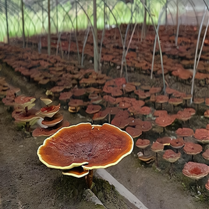 Poudre d'extrait de Ganoderma Lucidum de grains de café vert de qualité supérieure OEM/ODM - Aliment santé sans gluten, extrait par solvant, complément alimentaire, 18 sachets - Product Image 6