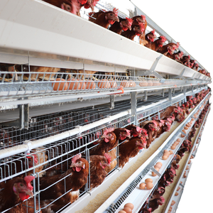 Jaula grande para <span class=keywords><strong>gallinas</strong></span> <span class=keywords><strong>de</strong></span> exterior, jaula <span class=keywords><strong>de</strong></span> cría <span class=keywords><strong>de</strong></span> pollos, <span class=keywords><strong>jaulas</strong></span> rodantes para <span class=keywords><strong>gallinas</strong></span>, <span class=keywords><strong>jaulas</strong></span> <span class=keywords><strong>de</strong></span> <span class=keywords><strong>segunda</strong></span> <span class=keywords><strong>mano</strong></span> para <span class=keywords><strong>gallinas</strong></span> en Kerala, aves <span class=keywords><strong>de</strong></span> corral ponedoras - Product Image 1