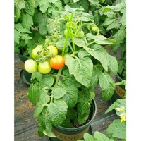 Tuteur de jardin en acier plastifié durable pour soutenir les plantes grimpantes et les cultures en arrière-cour