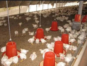 Inek/sığır çiftliği fermantasyon yatağı için özel bakteri/mikrobiyal probiyotikler - Product Image 4