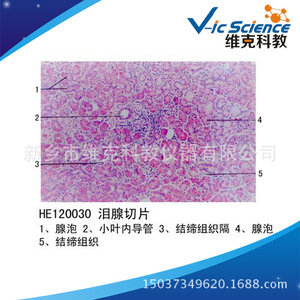 Lacrimal gland section; histology and embryology; sensory organs; animal and plant specimens; <b>microscope</b> slides. - Product Image 5