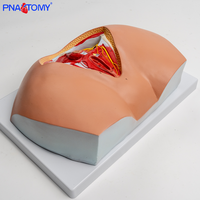 Modelo Anatómico del Perineo Femenino, Pelvis, Vulva, Triángulo Genital, Ano, Sistema Reproductivo