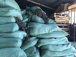 SARGASSUM-algas marinas secas, fertilizante de algodón, musgo de mar - Product Image 5